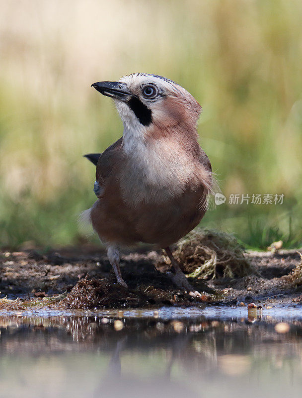 欧亚松鸦(Garrulus glandarius)饮酒